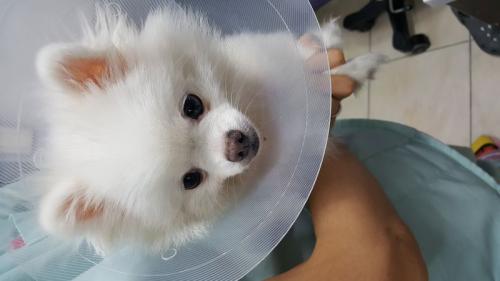 신림동 포메 보호중