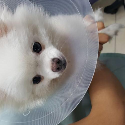 신림동 포메 보호중