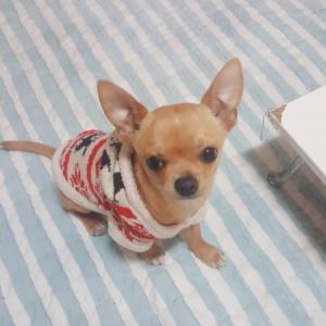 의령 갈색 강아지(치와와)