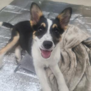 강아지를 찾습니다