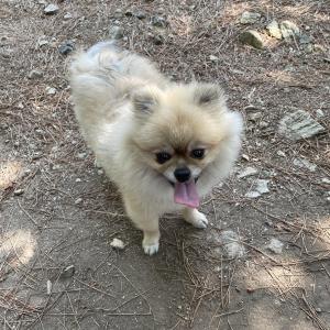 저희어머니의반려견을 찾습니다