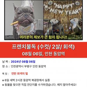 동암역 북광장 프렌치불독 찾습니다