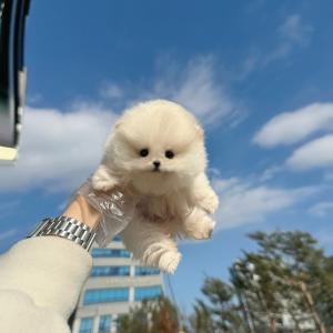 2개월령 포메라니안 분양보냅니당