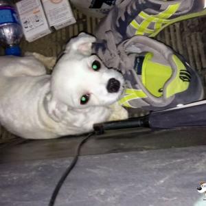 3살 말티즈 남아 찾습니다!