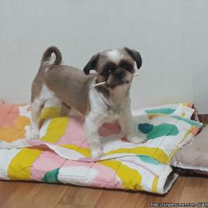 잃어버린 강아지를 찾습니다