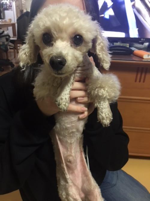 푸들보호하고있어요(구로5동 거리공원앞)