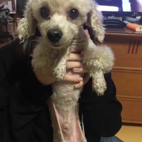 푸들보호하고있어요(구로5동 거리공원앞)