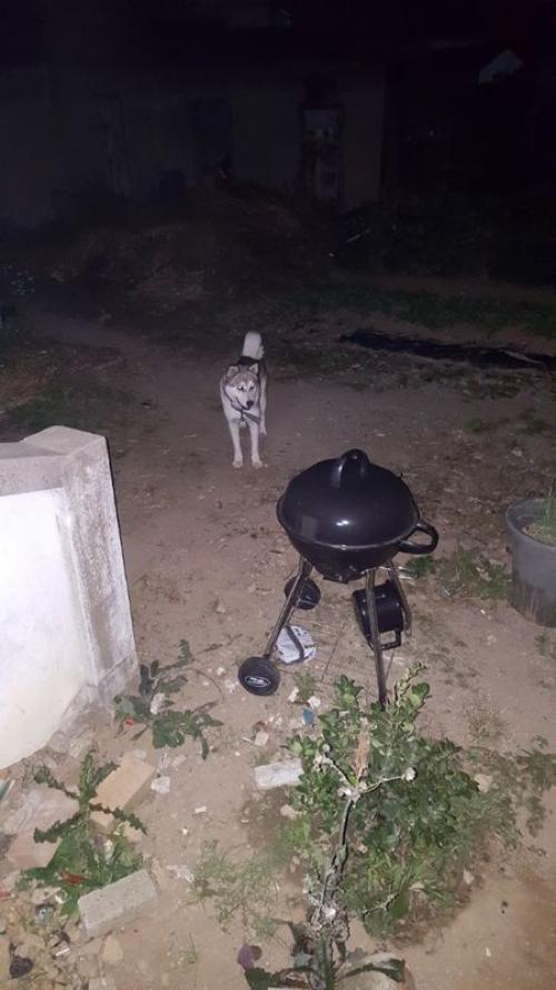 강아지 데려가세요