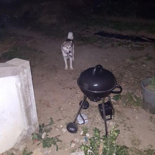 강아지 데려가세요