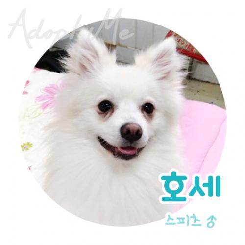 [유기견/인천] 1~2살 추정 스피츠 호세의 가족이 되어주세요~