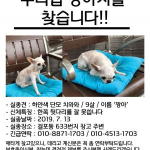 김포시 / 강아지 찾습니다 ㅠㅠ