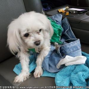 서산동문동 말티즈(?) 보호중입니다. 초록색 옷 착용
