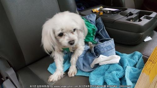 서산동문동 말티즈(?) 보호중입니다. 초록색 옷 착용