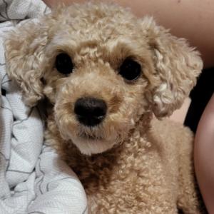 강아지를 찾습니다