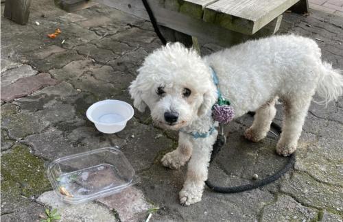 대구 달서구 신당동 흰색 비숑으로 보이는 강아지 주인 찾습니다. (꽃목줄)