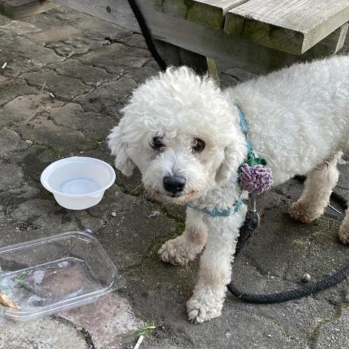 대구 달서구 신당동 흰색 비숑으로 보이는 강아지 주인 찾습니다. (꽃목줄)