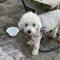 대구 달서구 신당동 흰색 비숑으로 보이는 강아지 주인 찾습니다. (꽃목줄)