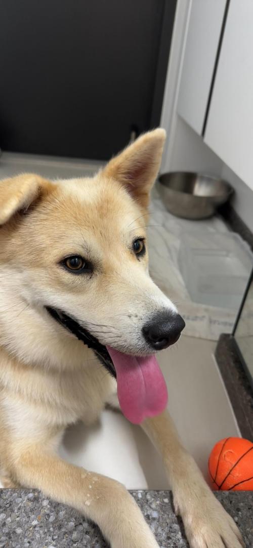 밝은 눈이 예쁜 믹스 중형견 2살 여아