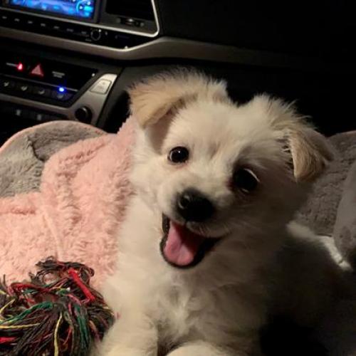 스피츠 믹스견 무료분양 보냅니다