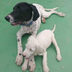 포인터인 포터를 찾아주세요