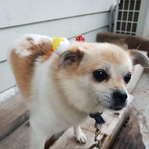 [경상남도 남해군]믹스견 몬순이를 찾습니다.