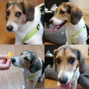 보문동 성북천에서 잃어버린 믹스비글 3세 중성화완료 버스에 치인 후 도망