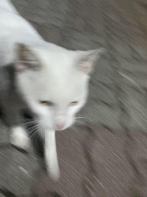 홍여고 애교 많은 하얀색 고양이 주인 찾아요