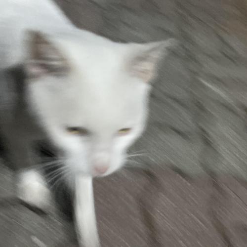 홍여고 애교 많은 하얀색 고양이 주인 찾아요