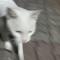 홍여고 애교 많은 하얀색 고양이 주인 찾아요