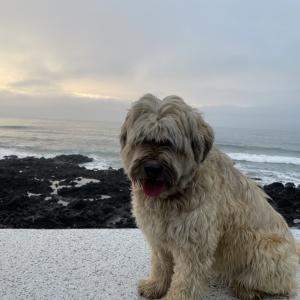 제주도 남원읍에서 삽살개를 찾습니다