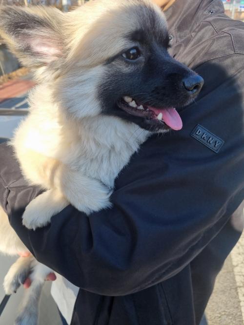 믹스견 임시보호중 입니다