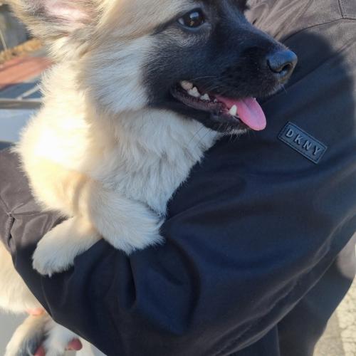 믹스견 임시보호중 입니다