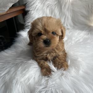 🐶 말티푸 10만원! 복슬복슬 귀요미 아가, 평생 가족 찾아요!