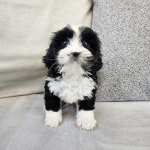 버니두들분양 2개월령 왕자님 가르마 진짜 잘빠졌어요