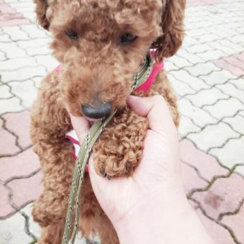 별이를 찾습니다