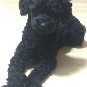 미수동 현대아파트.저희 집에서 키우던 강아지가 집을 나갔어요