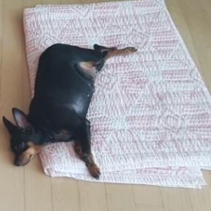 화성시 동탄면 장지리에서 잃어버린 제 아기를 찾아주세요