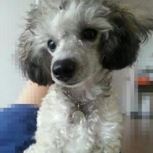 실버푸들 찾아요