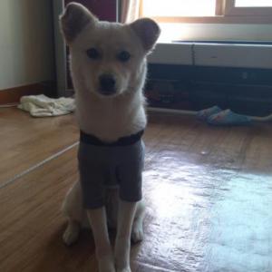 수영구 광안동 흰 강아지 찾아요.