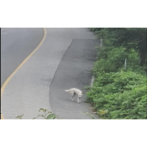 유기견 신고