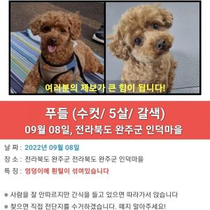 갈색푸들을 잃아버렸습니다