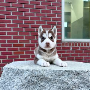 레드허스키 왕자님 분양 합니다`