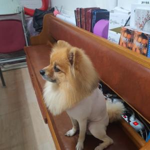 사자컷 포메라니안 찾아요