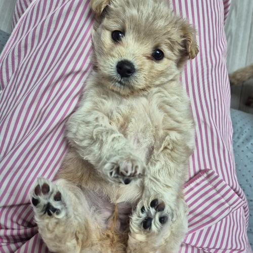 태어난지 두달쯤 된 푸들 믹스견 삼남매 입양처 찾아요