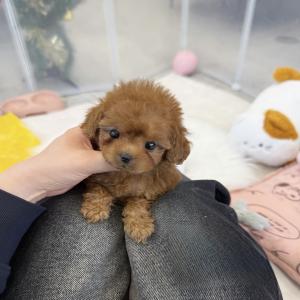 [ 15만원 ] 귀여운 애프리푸들 공주님 !