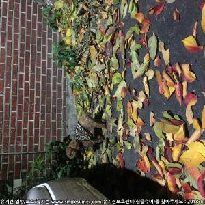 갈색 푸들 연희동이요