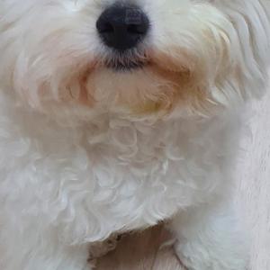 강아지 찾습니다