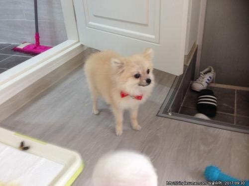 광진구 자양동 갈색 포메라니안