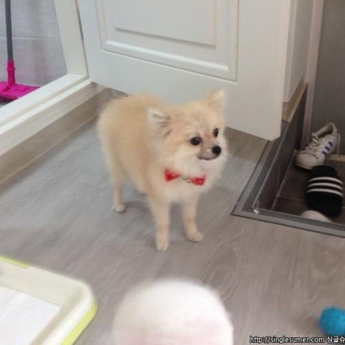 광진구 자양동 갈색 포메라니안