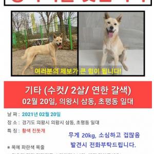 의왕시/ 군포시  진도믹스 연한 갈색 수컷 찾습니다.